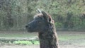 Black Lama, Llama, Lama glama