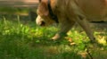video clip 11445967