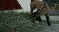 video clip 11446131