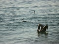 video clip 11449163