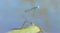 Mating season of dragonflies Video