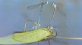 Mating season of dragonflies Video
