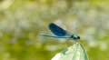 Dragonfly Video