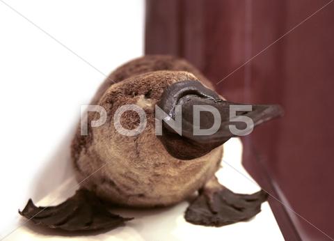 Stock photo of Schnabeltier Porträt