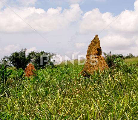 Stock photo of termite mound in ghana west africa