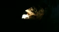 video clip 11844139