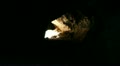 video clip 11844205