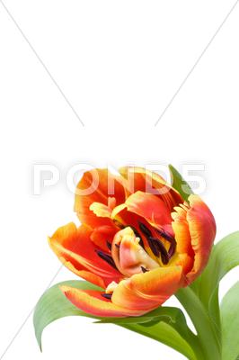 Stock photo of red tulip