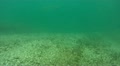 2 Muskies