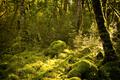 ancient woods