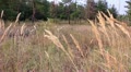 video clip 11906101
