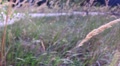 video clip 11906547