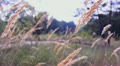 video clip 11906625