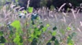 video clip 11906703