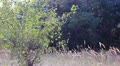 video clip 11907135