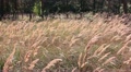 video clip 11907401