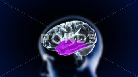Stock Illustration of the crystal brain part4