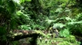 Rainforest nature 20110429 144742 Video