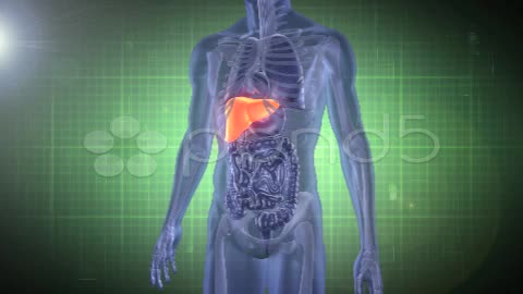 After Effects Project - Pond5 Medical Analysis liver 11986322 After Effects Project - Pond5 Medical Analysis liver 11986322