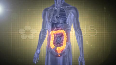 After Effects Project - Pond5 Medical Analysis large intestine 11987448 After Effects Project - Pond5 Medical Analysis large intestine 11987448