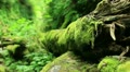 video clip 12007581