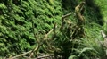 video clip 12011005