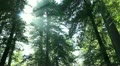 video clip 12012739