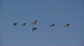 Geese in Flight Video