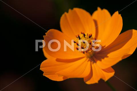 Stock photo of marigold flower