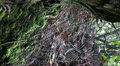 Vertical Spiderweb scene 20110430 160710 Video