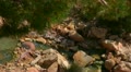 video clip 12096151