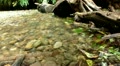 video clip 12100717