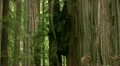 video clip 12112595