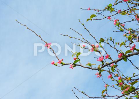 Stock photo of spring blossom