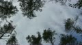 Movement clouds in environment of trees. Time lapse Video