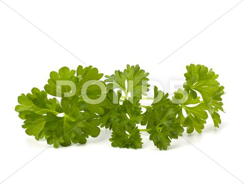 Stock photo of parsley