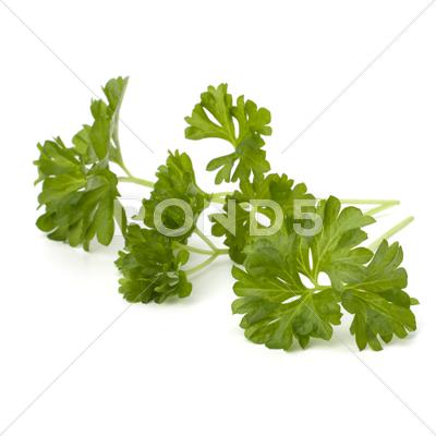 Stock photo of parsley