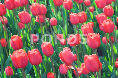 Stock photo of flowering tulips