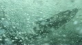 Fish Spawning in Raging Waters