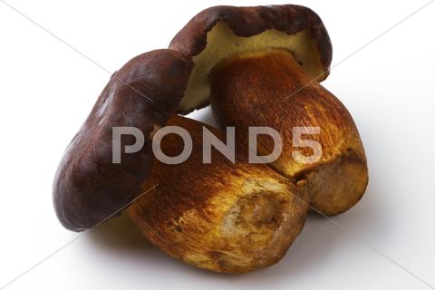 Stock photo of mushrooms