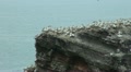 Northern Gannets at Helgoland Video