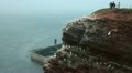 Bird watching at Helgoland Video