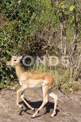 Stock photo of Gazelle