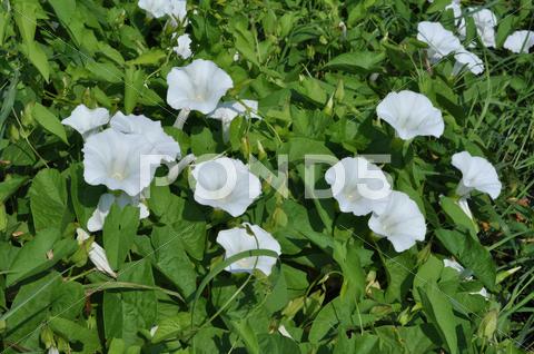 Stock photo of bindweed 3.jpg