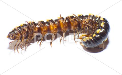 Stock photo of diplopod