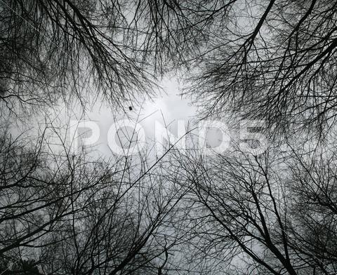 Stock photo of looking up at bare tree branches
