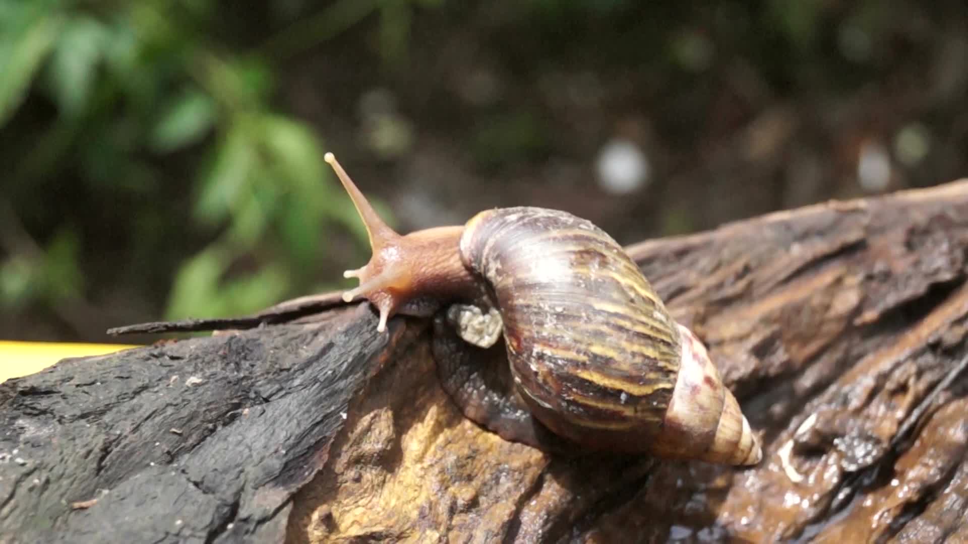 Algae Eating Black Japanese Trapdoor Pond Snails Bayuko Stock Footage