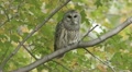 Barred Owl (Strix varia) takes flight Video