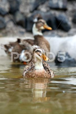 Stock photo of anas platyrhynchos vertical