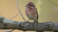 Purple Finch (Haemorhous purpureus) - Male 2 Video